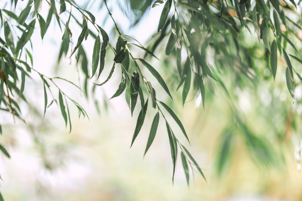 Leaves of a tree a willow in summer day