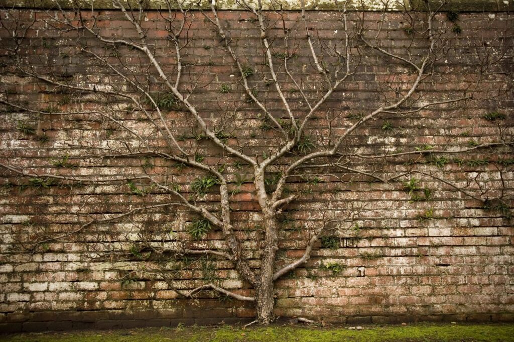 Image of a tree growing against a brick wall